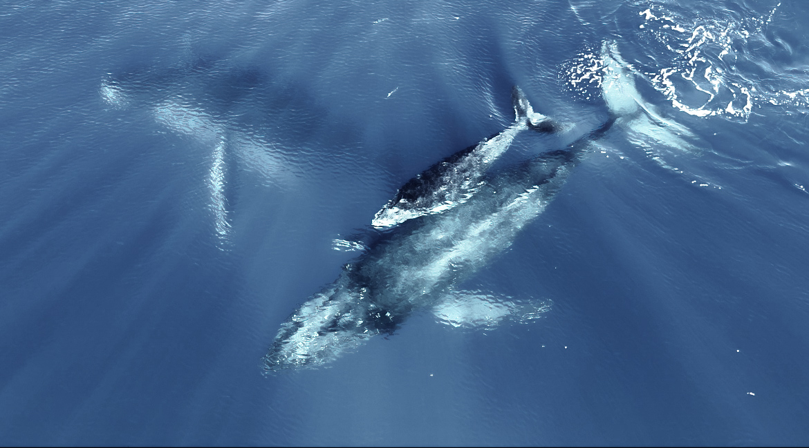 The Majestic Journey of Humpback Whales and Their Babies in Hawaii