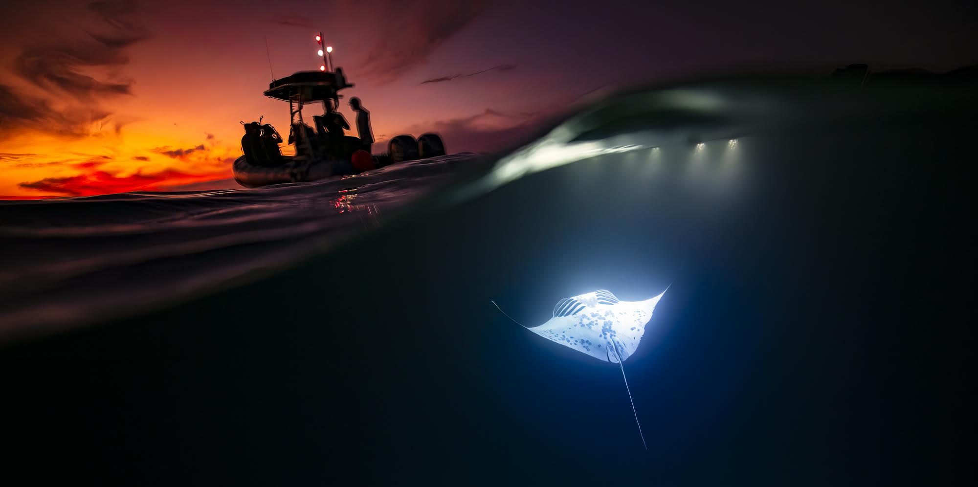 Customized private charters for whales, manta rays and snorkeling