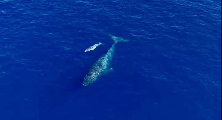The Miraculous Birth of Humpback Whales on the Big Island of Hawaii