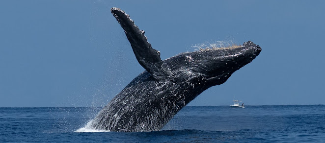 🐋 First Whale Sighting of the 2025 Season on the Big Island — The Humpbacks Are Back!