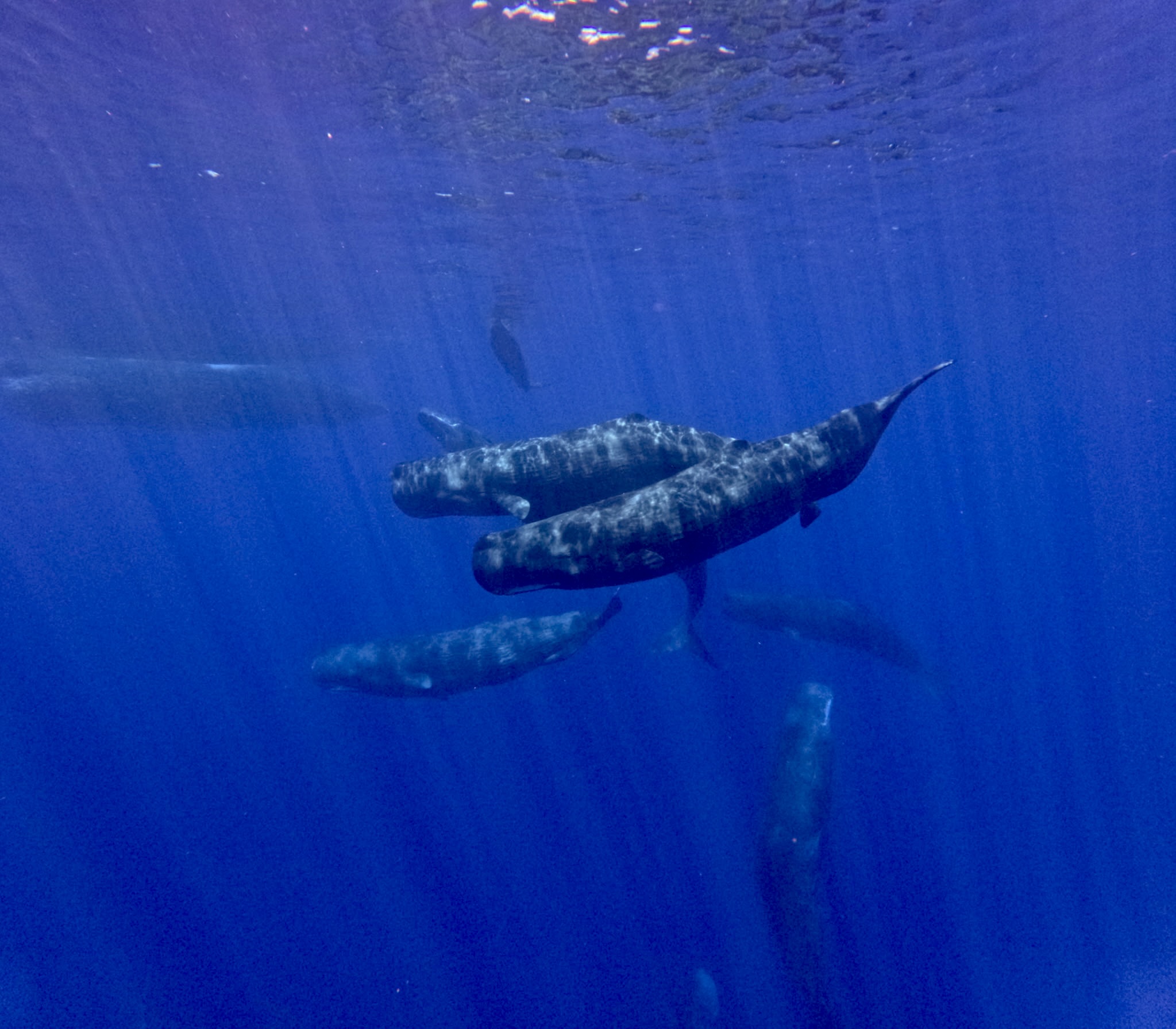 Listening to the Deep: From Sperm Whale “Vowels” to Humpback AI Conversations